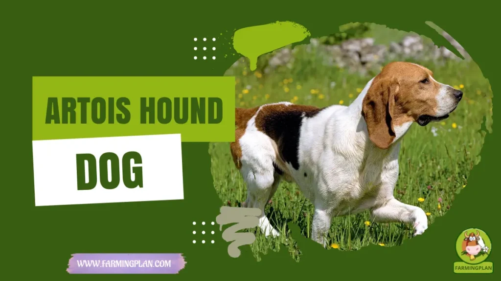 Artois Hound Dog