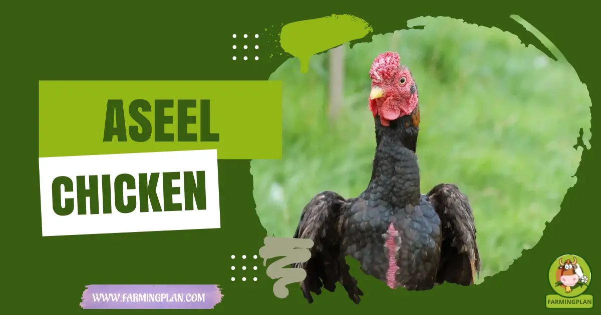 aseel chicken