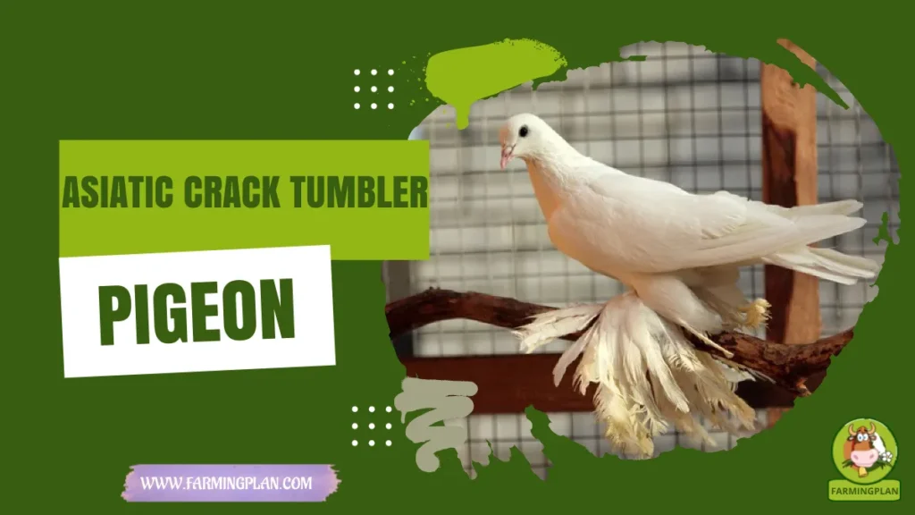 asiatic crack tumbler pigeon