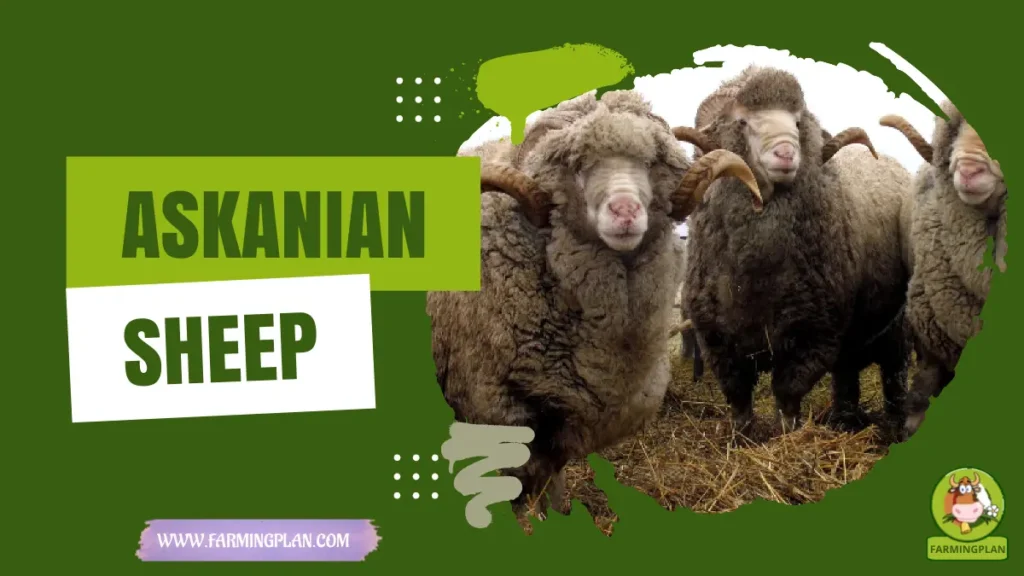 Askanian Sheep
