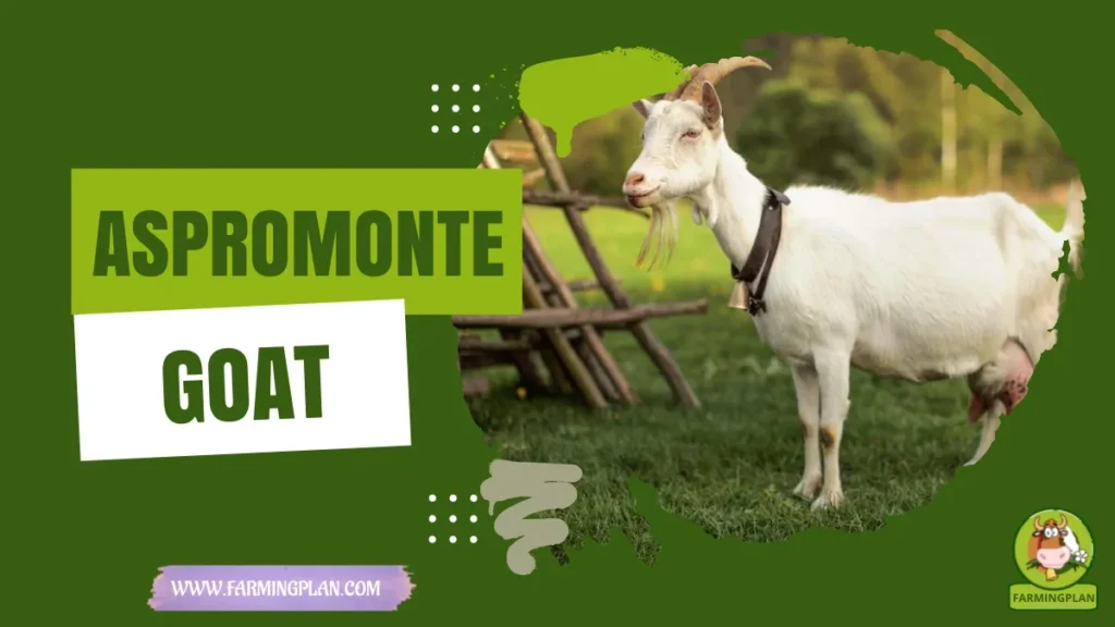 Aspromonte Goat
