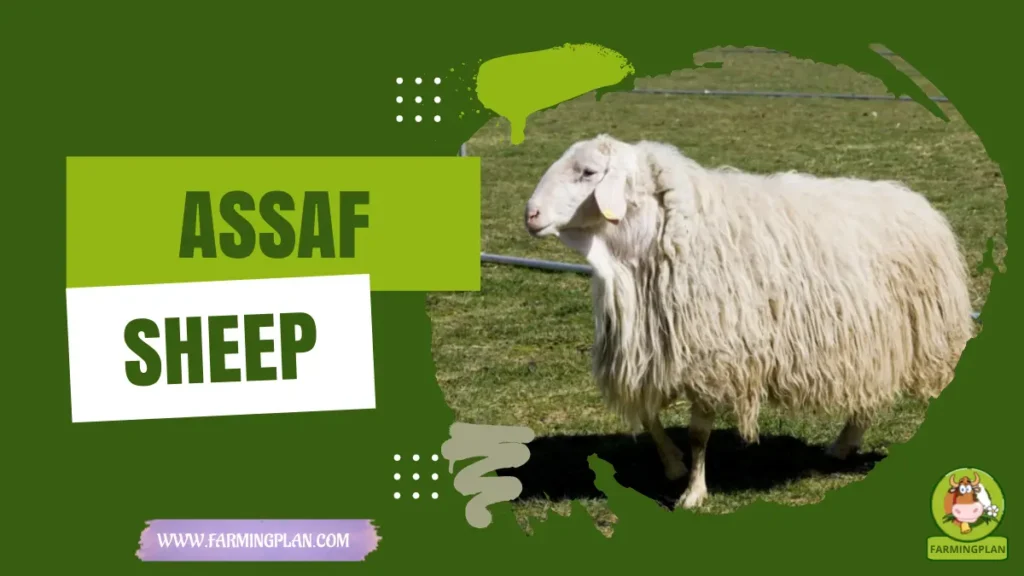 assaf sheep