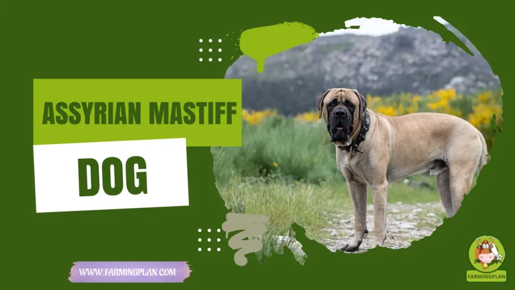 assyrian mastiff dog