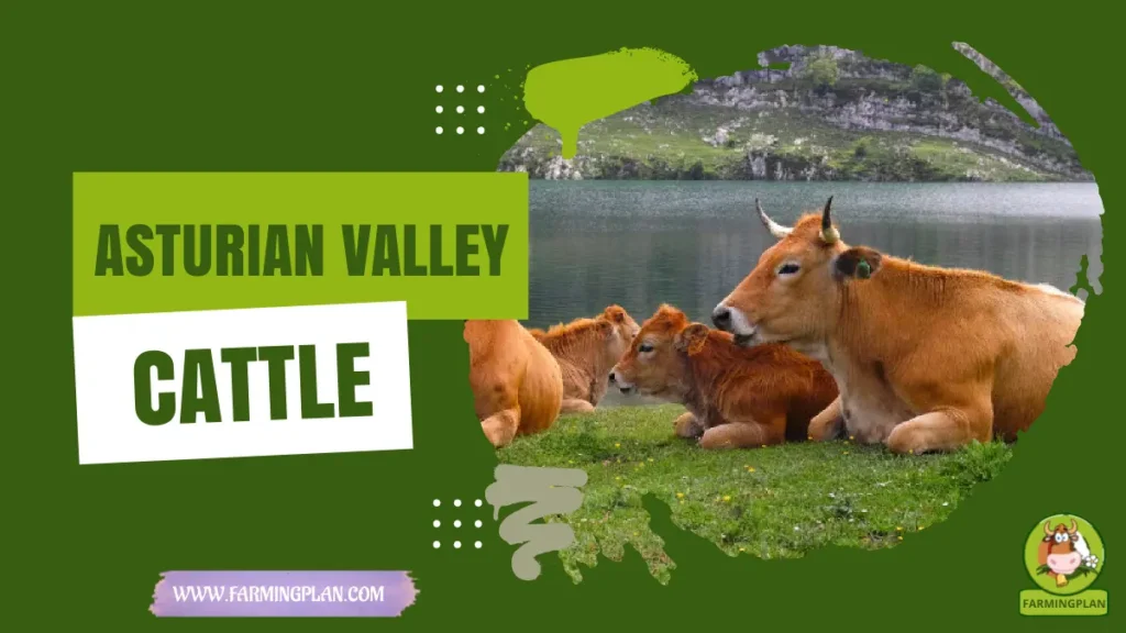 Asturian Valley Cattle