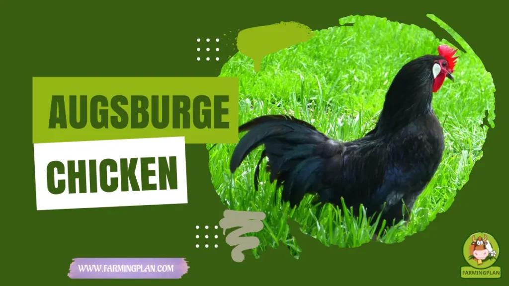 augsburger chicken