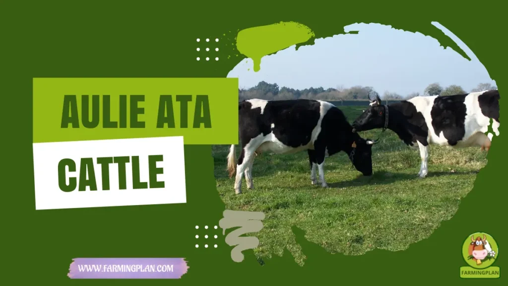 Aulie-Ata Cattle