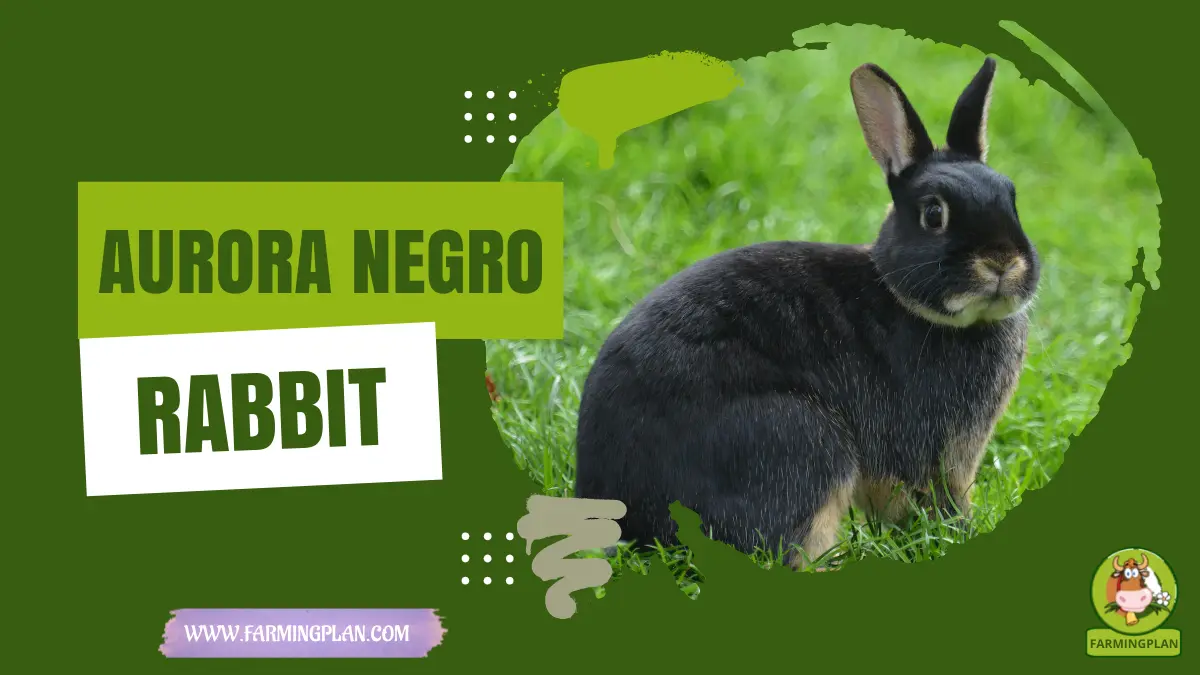 aurora negro rabbit