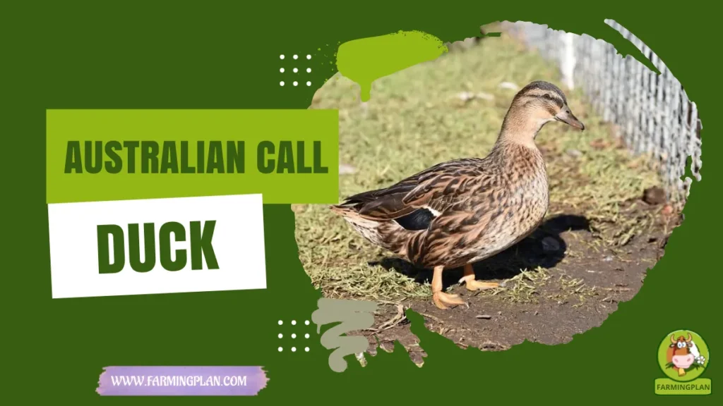 Australian Call Duck