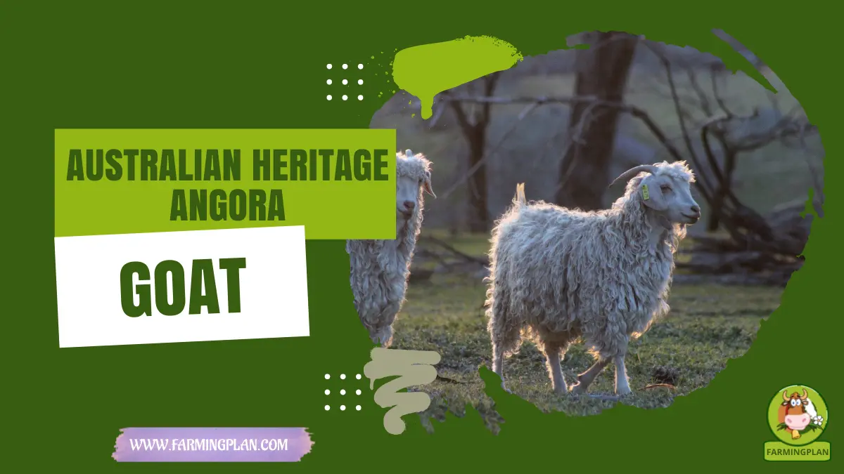 australian heritage angora goat