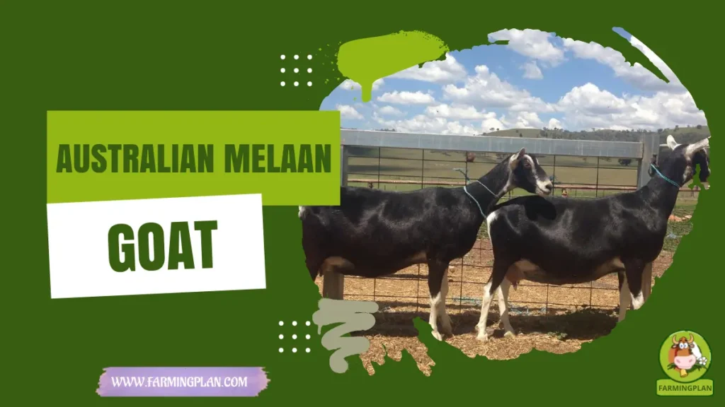 Australian Melaan Goat