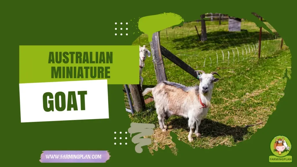 australian miniature goat