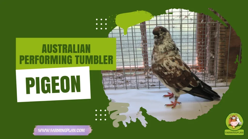 australian performing tumbler pigeon