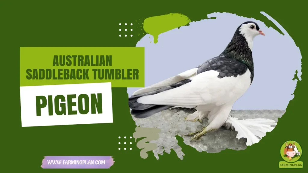 Australian Saddleback Tumbler Pigeon
