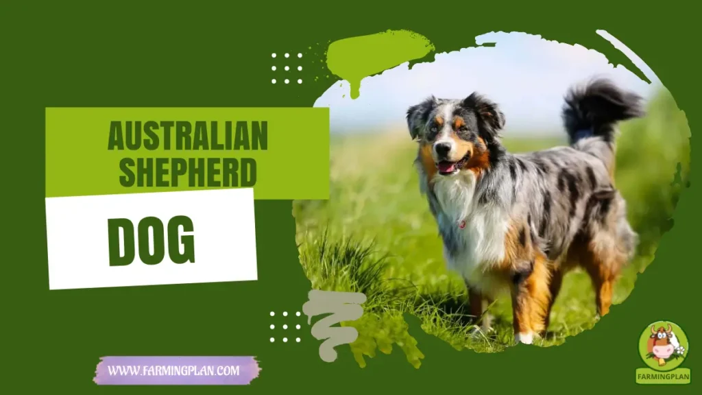 australian shepherd dog