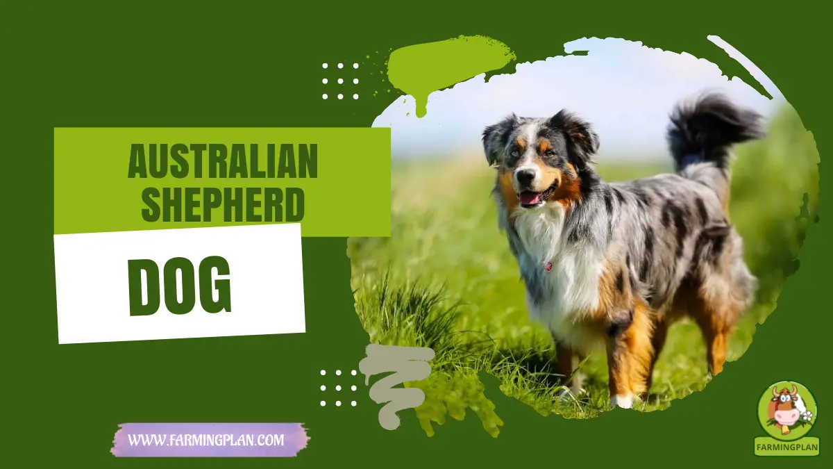 australian shepherd dog