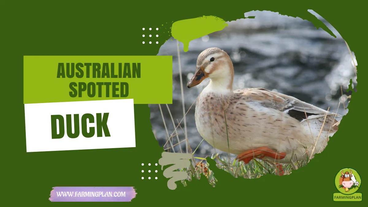 australian spotted duck