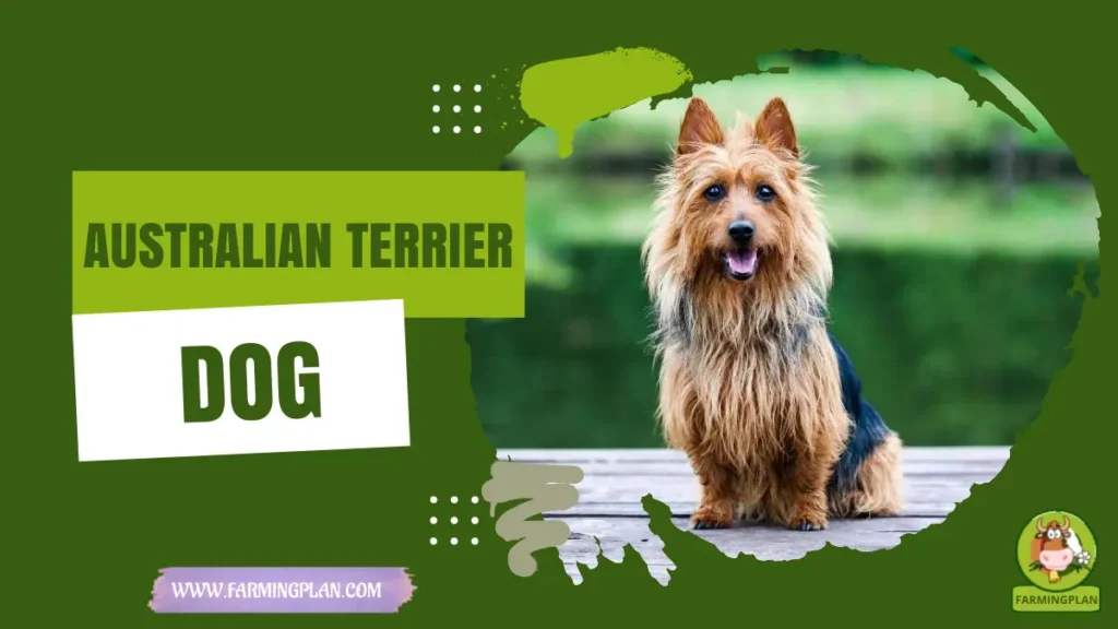 Australian Terrier Dog