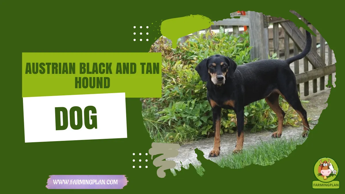 austrian black and tan hound dog