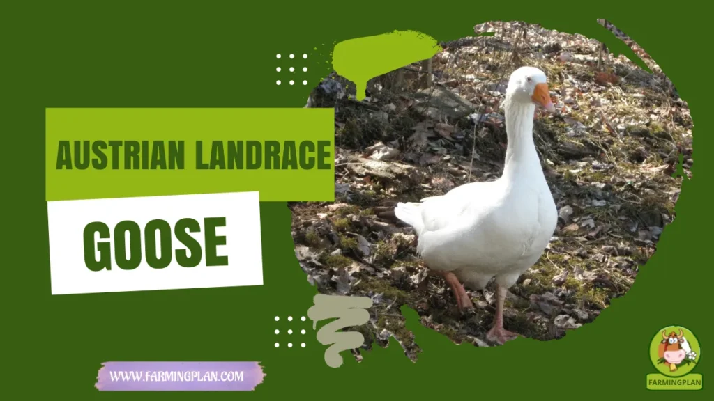 Austrian Landrace Goose