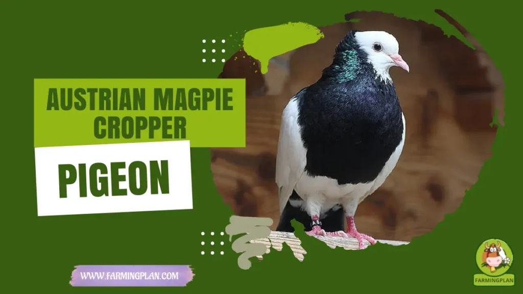 austrian magpie cropper pigeon