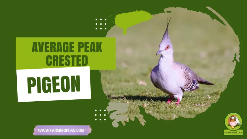 Average Peak Crested Pigeon