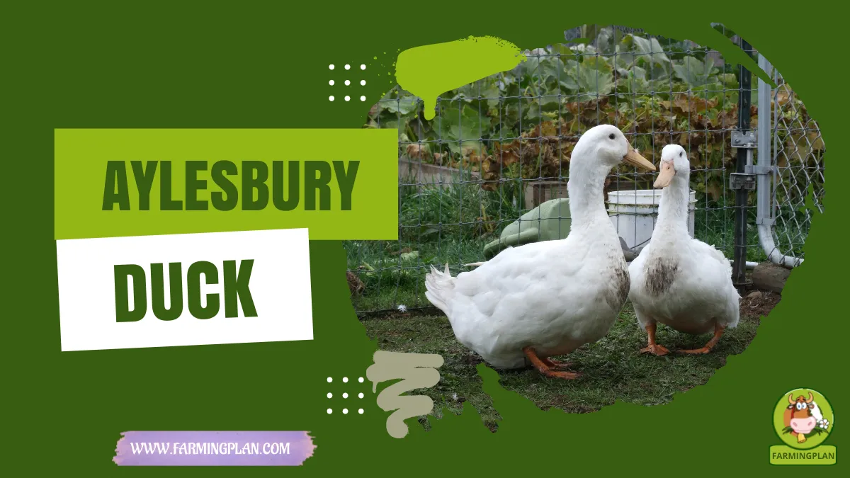 aylesbury duck