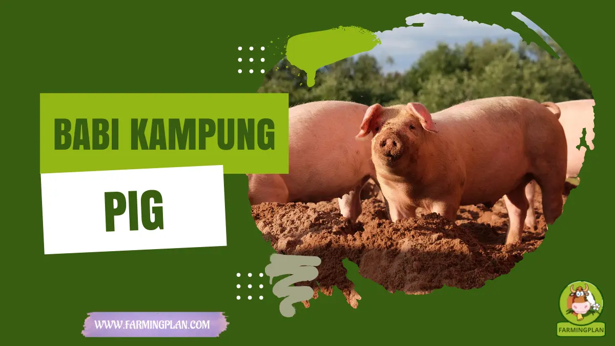 babi kampung pig
