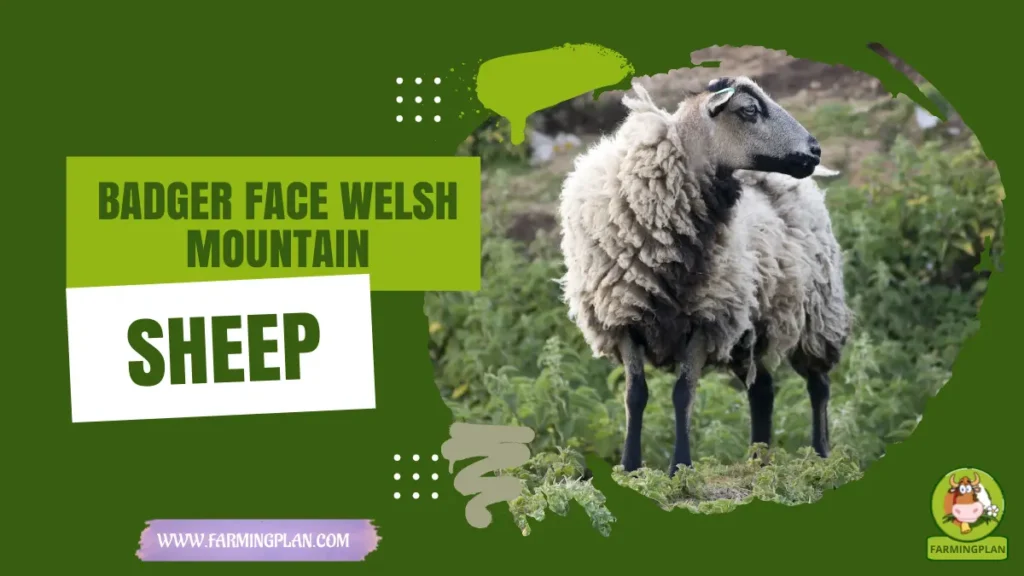 Badger Face Welsh Mountain Sheep