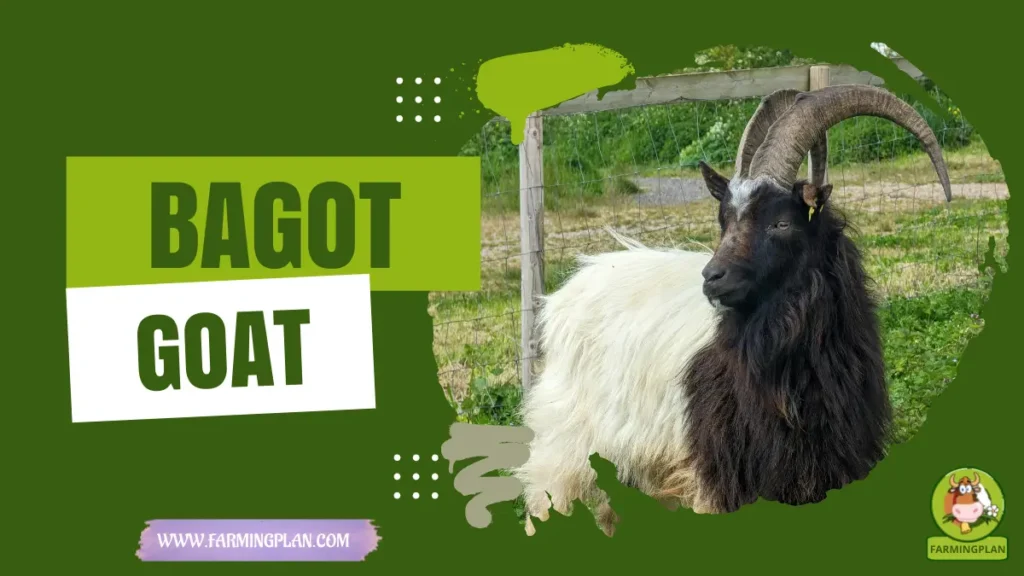 Bagot Goat