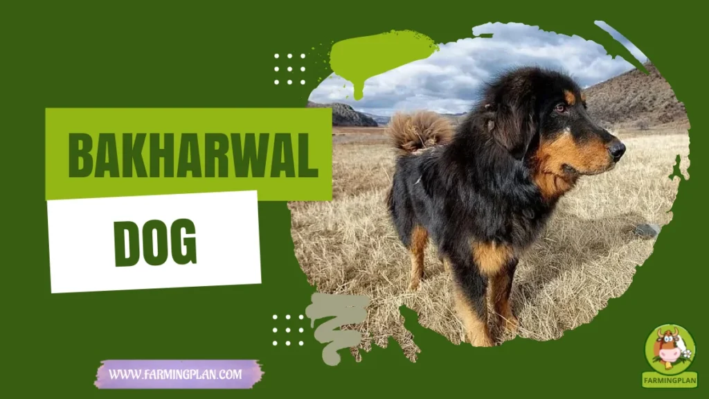 bakharwal dog
