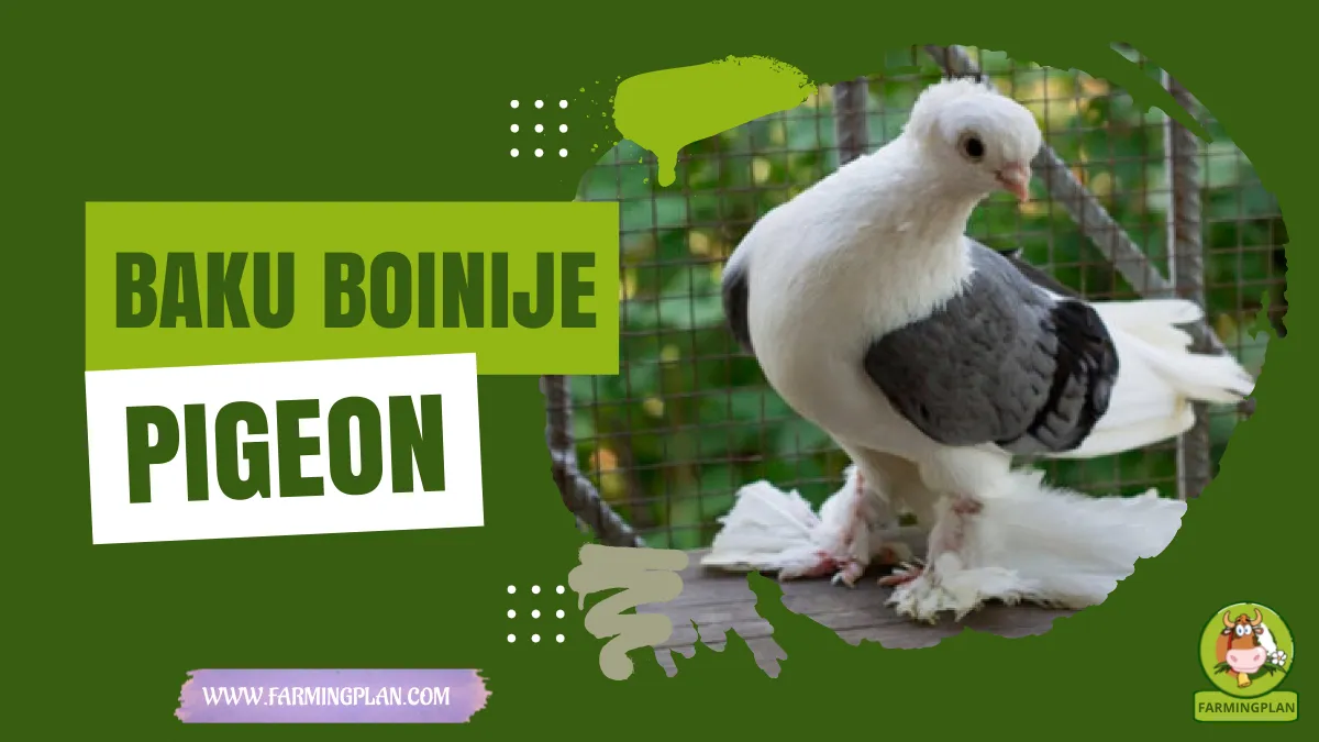 baku boinije pigeon