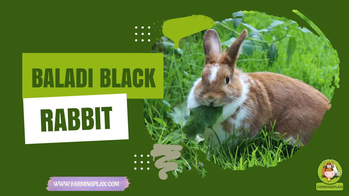 baladi black rabbit