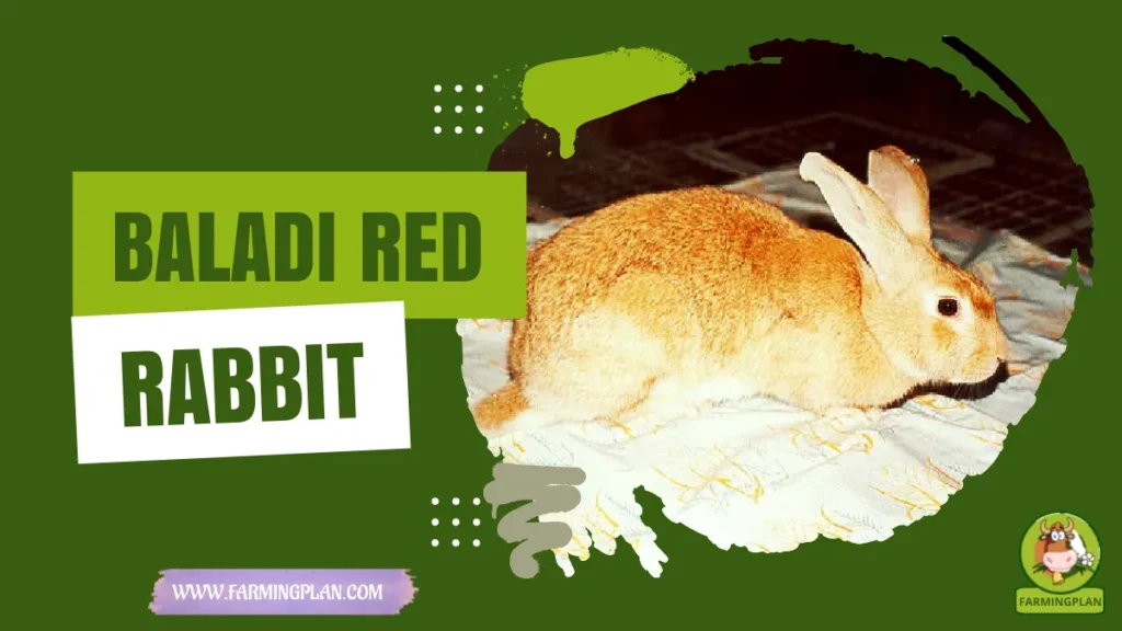baladi red rabbit