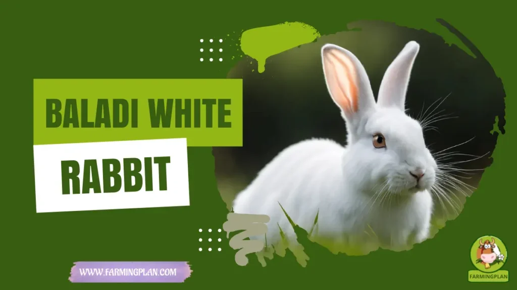 baladi white rabbit