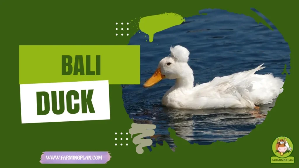 Bali Duck