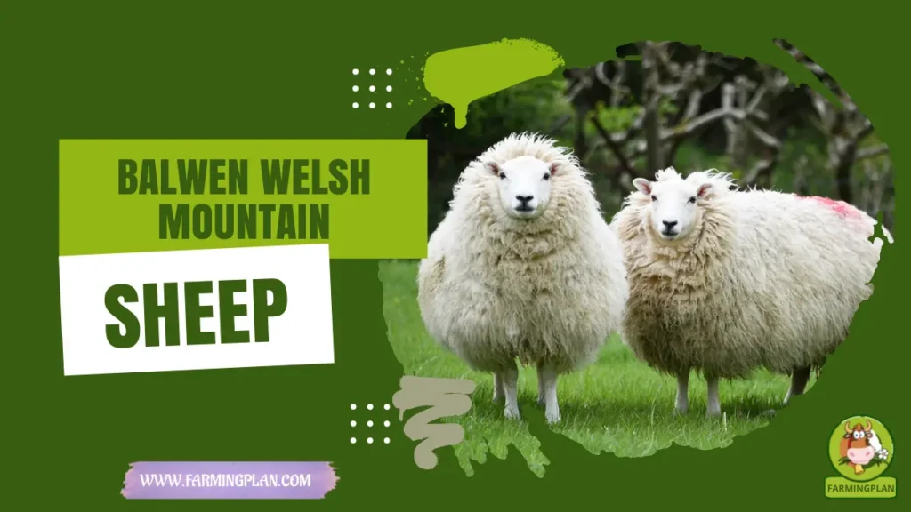 Balwen Welsh Mountain Sheep