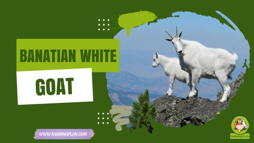 Banatian White Goat