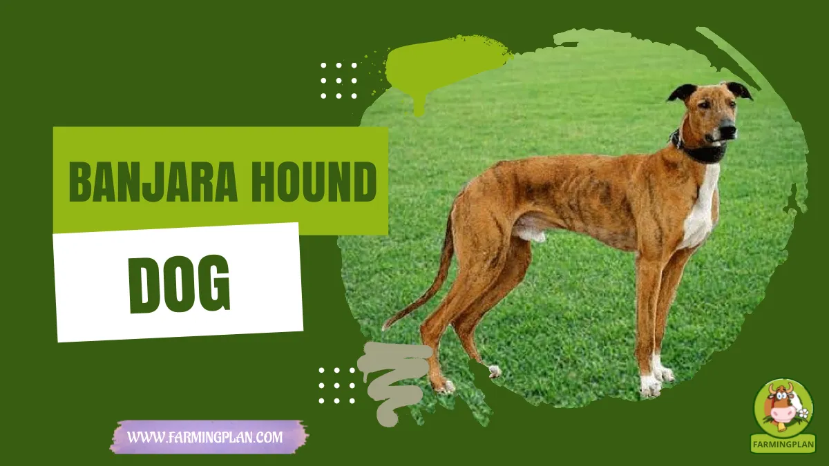 banjara hound dog