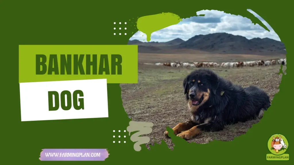 bankhar dog