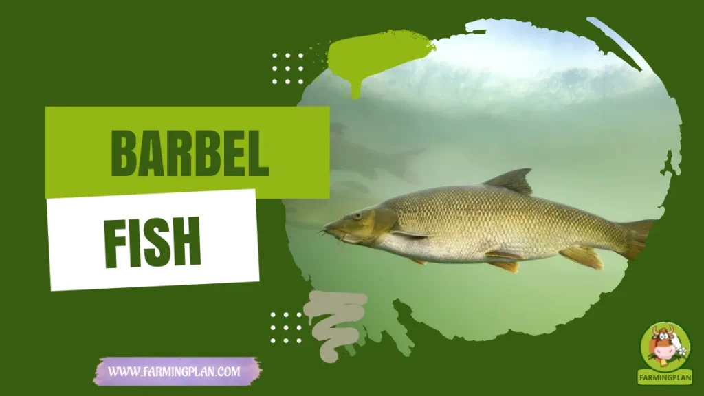barbel fish