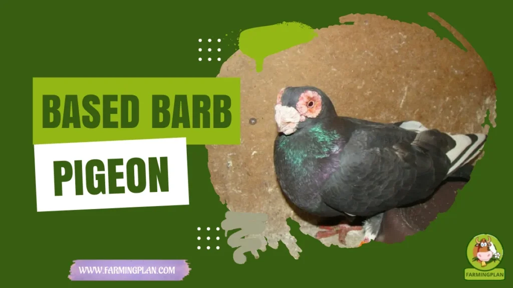 Barb Pigeon