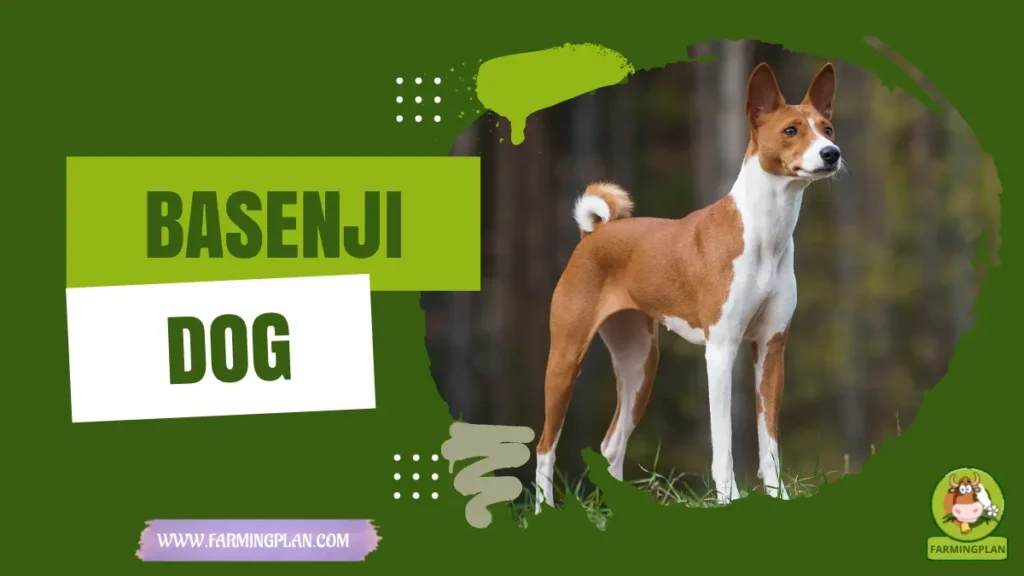 basenji dog