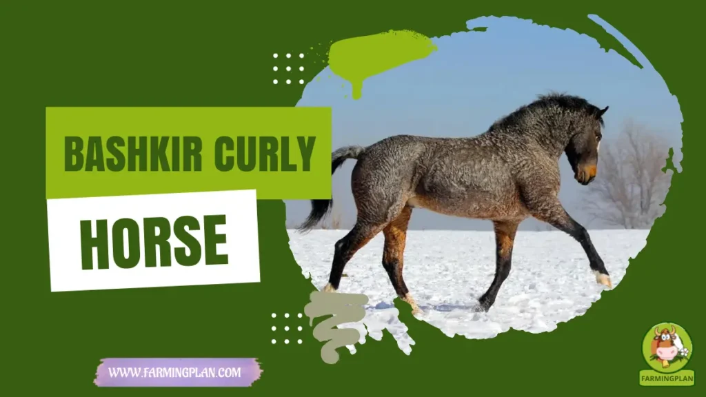 Bashkir Curly Horse