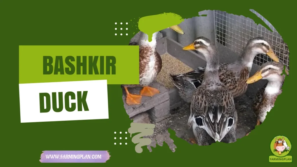 bashkir duck