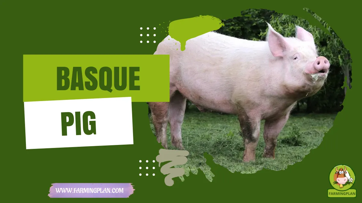 basque pig