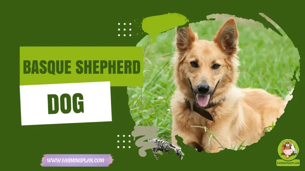 basque shepherd dog