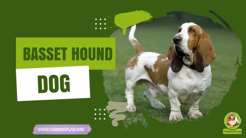 basset hound dog