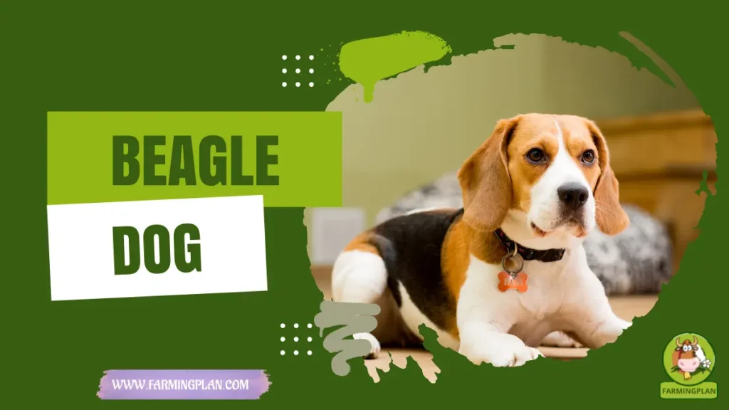 beagle dog