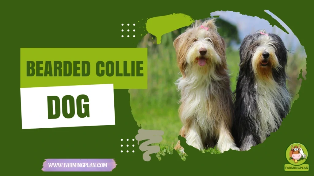 bearded collie dog