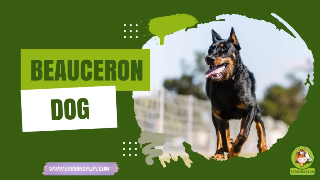 Beauceron Dog